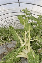 Chard (Beta vulgaris subsp. vulgaris) in a greenhouse, Provence, southern France