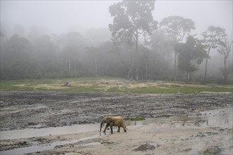 African forest elephants (Loxodonta cyclotis) in the Dzanga Bai forest clearing, Dzanga-Ndoki