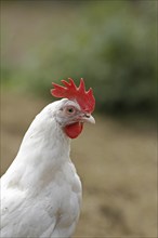 Domestic fowl (Gallus gallus)