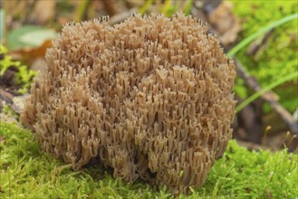 Cup coral (Artomyces pyxidatus), close-up, nature photograph, Neustadt am Rübenberge