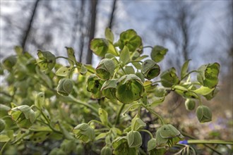 Palm-leaf hellebore (Helleborus foetidus), Franconia, Bavaria, Germany, Europe