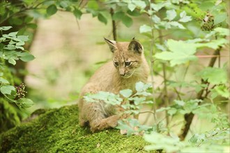 Eurasian lynx (Lynx lynx) youngster sitting in a forest, Bavaria, Germany, Europe