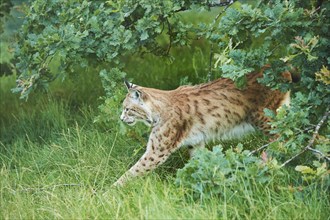 Eurasian lynx (Lynx lynx) walking in the grass under a tree, Wildpark Aurach, Kitzbühl, Tirol,