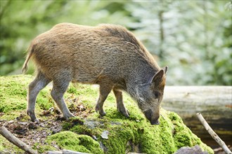 Wild boar (Sus scrofa) standing in a forest, Bavarian Forest, Bavaria, Germany, Europe