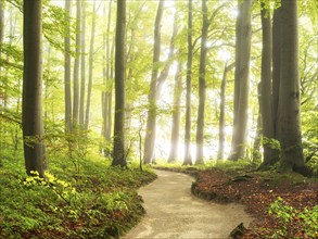 Hiking trail through natural green beech forest in the morning light, the sun shines through the