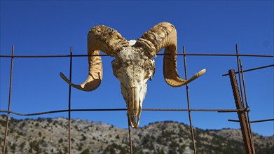 Niatos Plateau, animal head skull with curved horns presented on a fence, near Askifou, Sfakia,