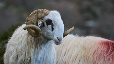 Portrait of a sheep with prominent horns in the foreground, Kallikratis, Kallikratis Gorge, Sfakia,