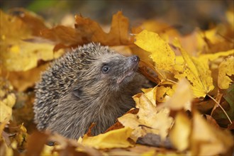 European hedgehog (Erinaceus europaeus) adult animal amongst fallen autumn leaves, Suffolk,