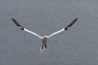 Northern gannet (Morus bassanus) adult bird in flight, Yorkshire, England, United Kingdom, Europe