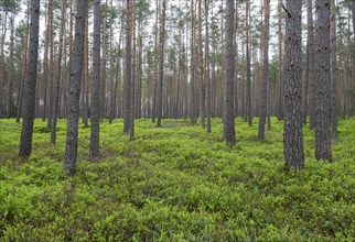 Pine forest, Scots pine (Pinus sylvestris), forest, blueberry bushes, european blueberry (Vaccinium