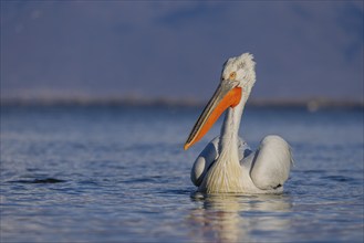 Dalmatian Pelican (Pelecanus crispus), swimming, orange throat pouch, Lake Kerkini, Greece, Europe