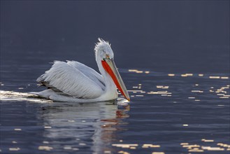 Dalmatian pelican (Pelecanus crispus), swimming in the evening light, magnificent plumage, red