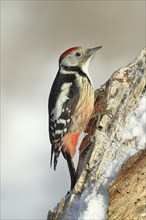 Middle spotted woodpecker (Dendrocopos medius), looking for food on snow-covered dead wood,