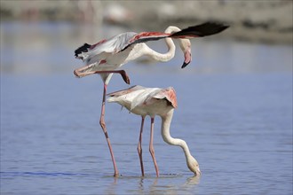 Greater flamingo (Phoenicopterus roseus), pair copulating, Camargue, Provence, southern France