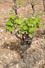 A single vine with lush green leaves stands on dry brown soil, vineyard, Crete, Greece, Europe