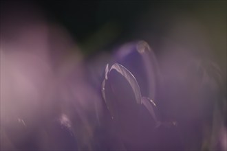 Crocus meadow, February, Germany, Europe