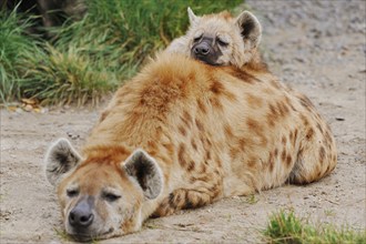 Spotted hyena or spotted hyena (Crocuta crocuta) with young, captive, occurring in Africa