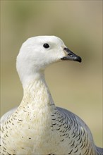 Upland goose (Chloephaga picta), male, portrait, captive, occurrence in South America