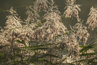 Reed, common reed (Phragmites australis), inflorescences against the light, Lower Saxony, Germany,