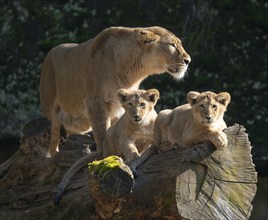 Asiatic Lion (Panthera leo persica), female, mother and her two cubs on a tree trunk, occurring in