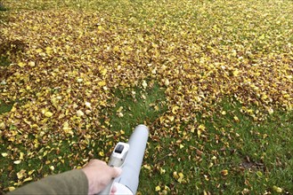 Remove withered leaves, autumn leaves in the garden, Schleswig-Holstein, Germany, Europe