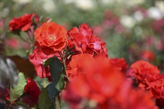 Blooming red roses in Rosedal, the rose garden in Buenos Aires, Argentina, South America