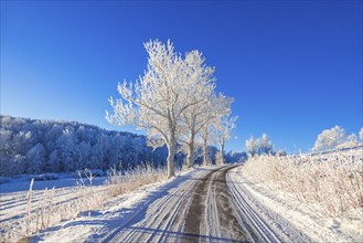 Tree Lined road up a hill with hoarfrost on the trees a cold snowy winter day in the countryside,