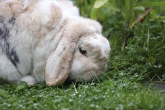 Rabbit (Oryctolagus cuniculus), ram rabbit, portrait, clover, dewdrops, The rabbit with floppy ears