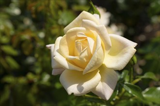 Hybrid tea rose (Rosa), North Rhine-Westphalia, Germany, Europe