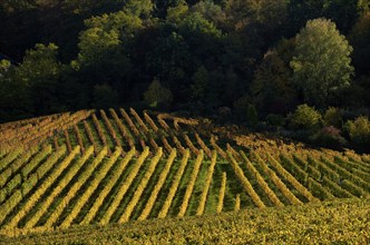 Vineyard, vines, grapevines, viticulture, graphic, autumn colouring, autumn, Kappelberg, Fellbach,