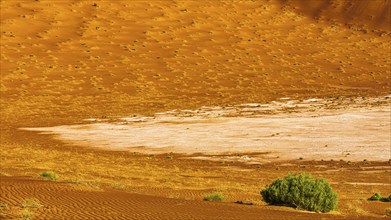 Sand structures shaped by the wind, with green vegetation in front, in the Rub al Khali desert,