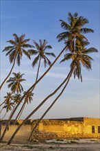 Coconut palms (Cocos nucifera) in the evening light on the beach of Salalah, Dhofar Province,