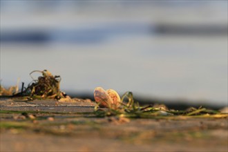 Shell on the Baltic Sea beach in the light of the rising sun, September, Usedom,