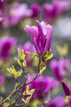 Magnolias (Magnolia) in bloom at Hohenheim Palace. Exotic and Botanical Garden of the University of