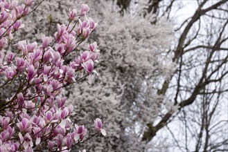 Magnolias (Magnolia) in bloom at Hohenheim Palace. Exotic and Botanical Garden of the University of