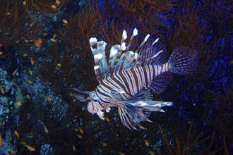 Indian (Lionfish Pterois miles) in Black Wire Coral (Antipathes dichotoma), hunting for sea goldie