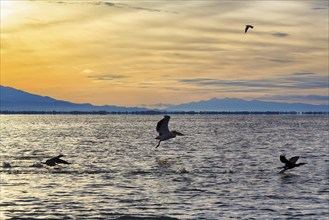 Dalmatian pelican (Pelecanus crispus) and cormorants flying at Lake Kerkini, Lake Kerkini, morning