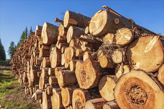 Stacked timber on a clearing by on a forest road