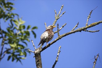 Thrush on a tree, June, Germany, Europe