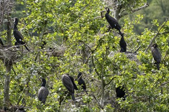 Several great cormorant (Phalacrocorax carbo) sitting in a tree, Heisinger Bogen bird sanctuary,