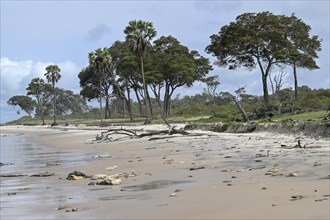 Petit Loango beach, Loango National Park, Parc National de Loango, Ogooué-Maritime Province, Gabon,