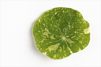 Nasturtium (Tropaeolum), front, white background