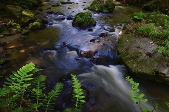 Valley of the Wesenitz near Dürröhrsdorf- Dittersbach, Summer, Saxony, Germany, Europe