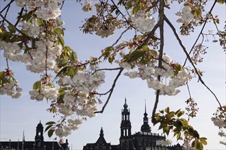 Dresden in spring, blossom of the ornamental cherry, view to the Hofkirche and the castle, Saxony,