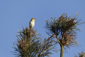 Willow Warbler (Phylloscopus trochilus), Germany, Europe