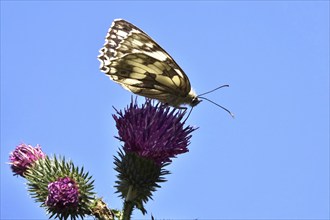 Marbled white (Melanargia galathea), July, Saxony-Anhalt, Germany, Europe