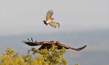 Golden eagle (Aquila chrysaetos) attacked by a jay, Extremadura, Spain, Europe