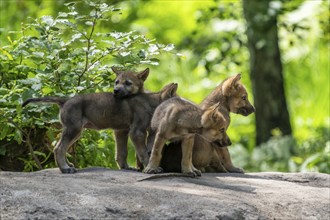 Several wolf pups gather curiously in a clearing surrounded by dense forest, European grey gray