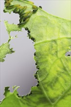 Caterpillars of the cabbage white butterfly, July, Germany, Europe