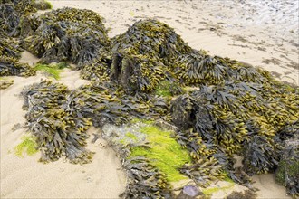 Brown algae and seaweed in the mudflats, North Sea, Föhr, North Sea island, North Frisia,